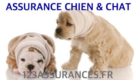 ASSURANCE FRAIS DE VETERINAIRE